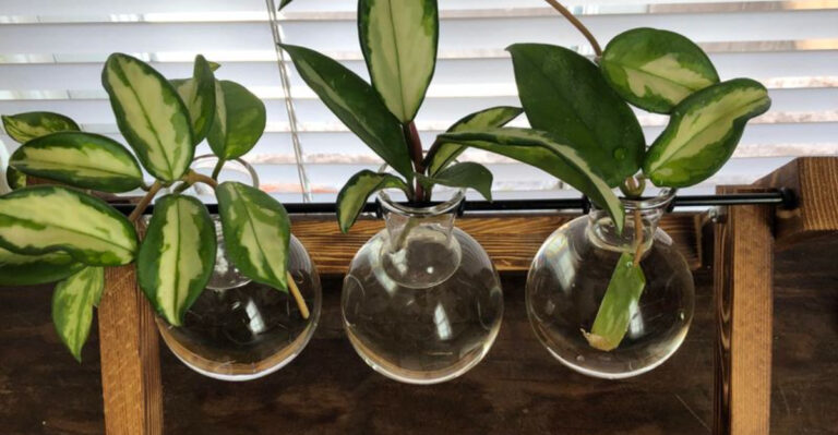 honey for plant propagation