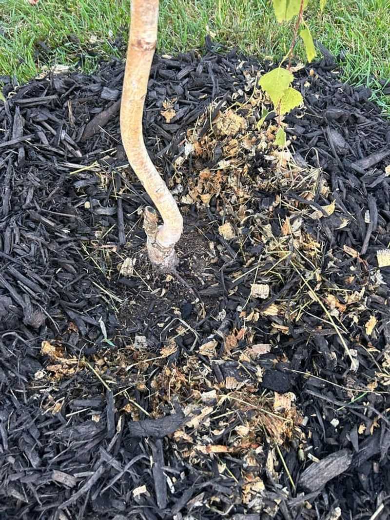 The Biggest Mulching Mistake Ohio Homeowners Make Too Early