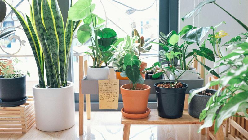 The Right Time To Move Plants Indoors In Michigan