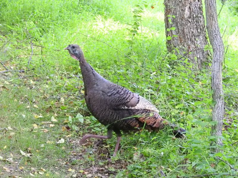 Gardens Provide Easy Access To Food