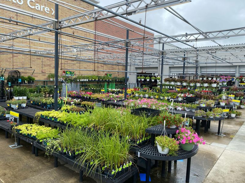 Nurseries Offer Deep Discounts on Leftover Inventory