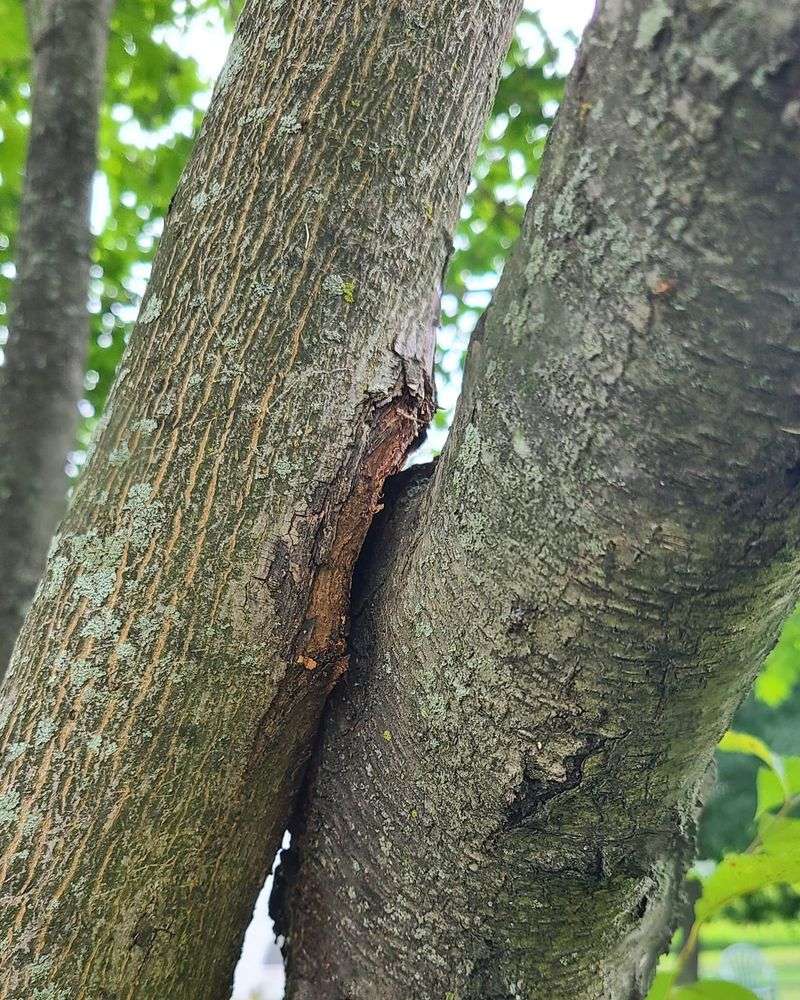 How Wind Desiccation Dries Out Young Tree Bark And Buds