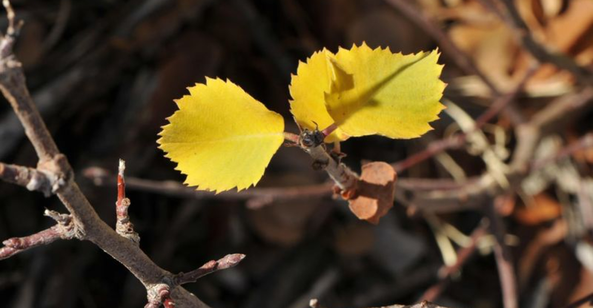 Why Winterberries Are Dropping Early In Oregon Gardens This Season