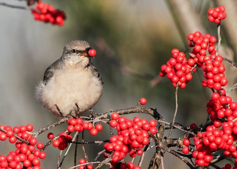 Hungry Birds Flock To Winterberry Bushes For Food