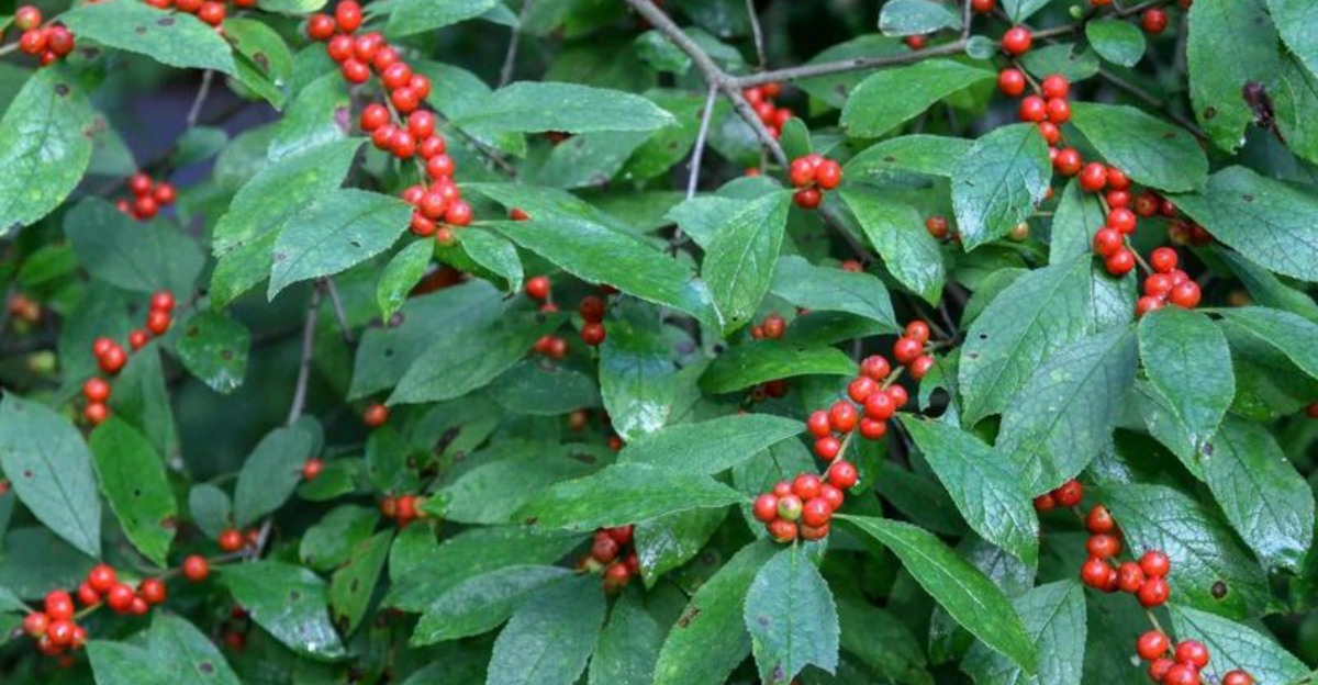 Why Winterberry Berries Are Disappearing In Ohio Gardens And What Experts Say About Bird Activity