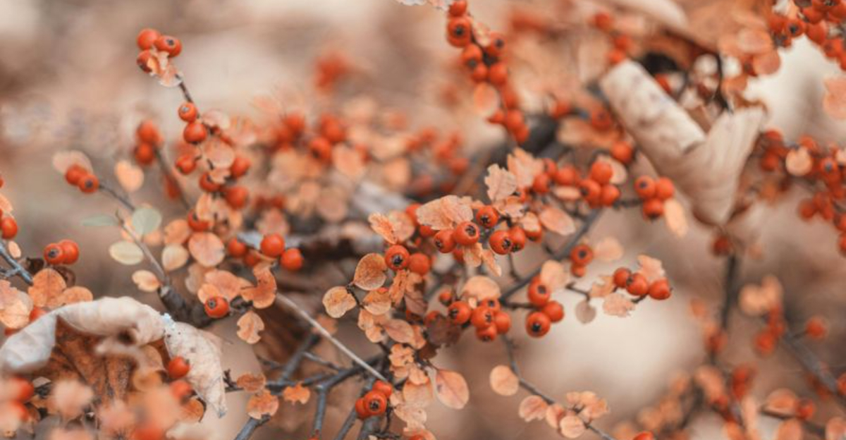 Why Winterberry Shrubs Fail In Illinois Yards And How To Fix The Soil Issue