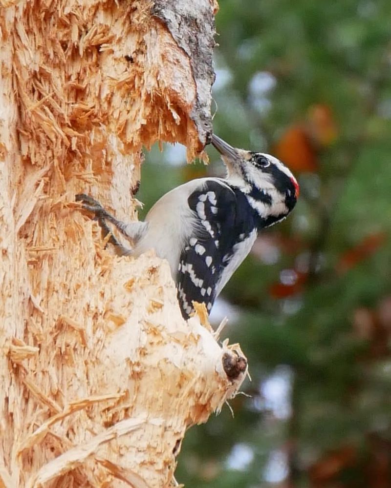 Searching For Insects And Larvae Beneath The Bark