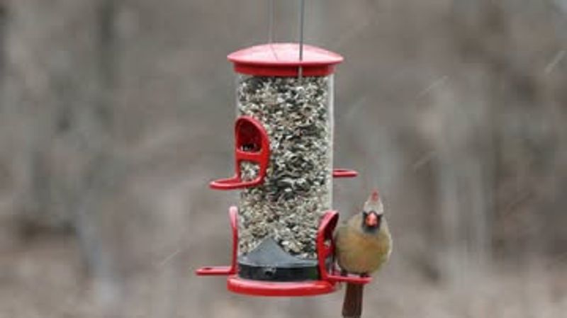 How Backyard Feeders Become Winter Lifelines