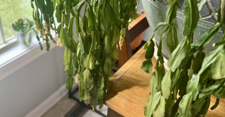 wilthing christmas cactus