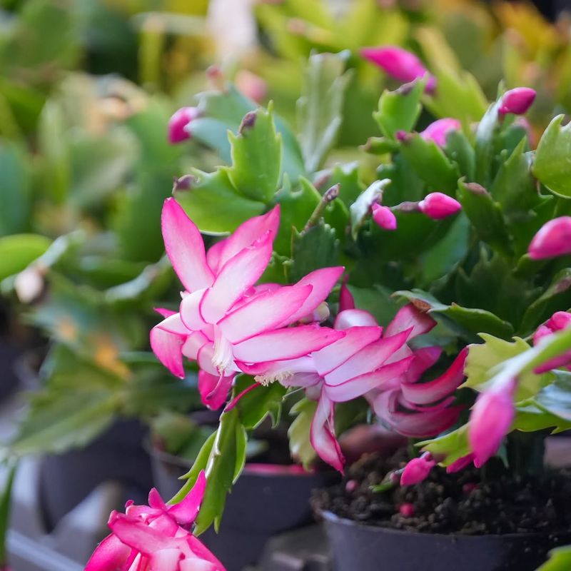 Too Much Light Exposure During Critical Blooming Period