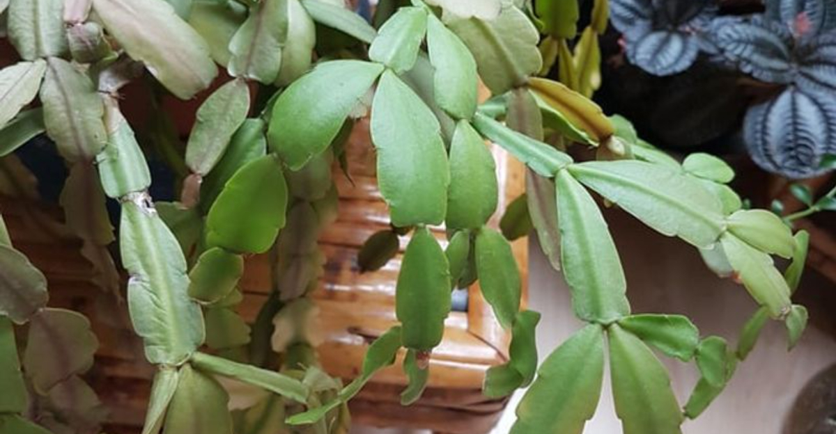 Why Your Christmas Cactus Won&rsquo;t Bloom In Texas This Year And The Simple Fix