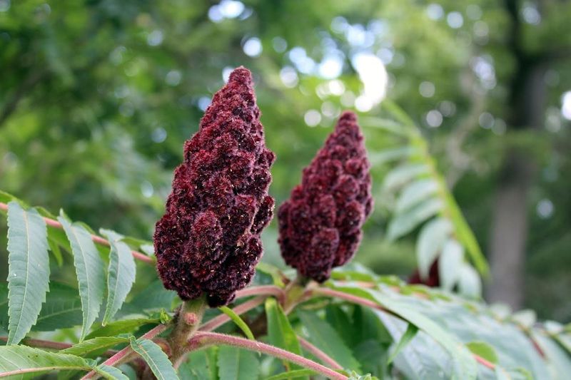 Staghorn Sumac