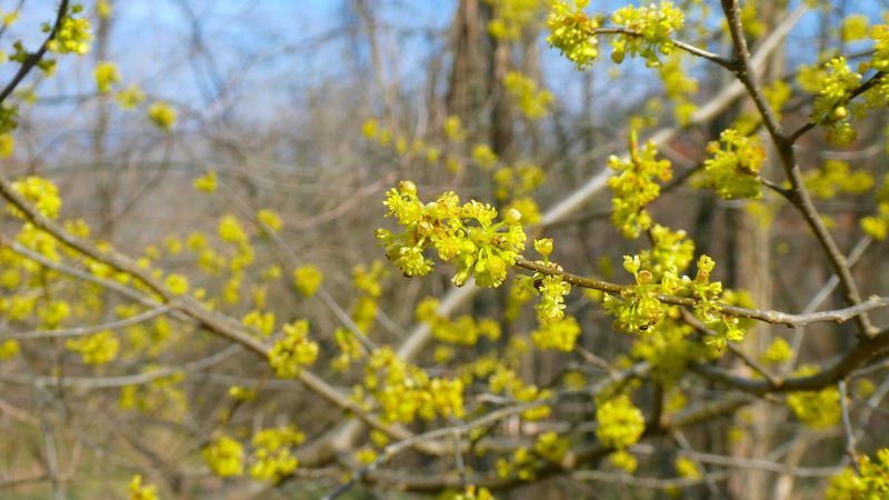 Spicebush