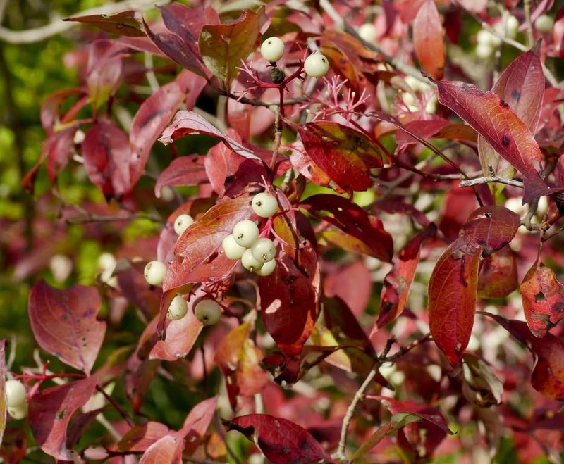 Gray Dogwood (Cornus racemosa)