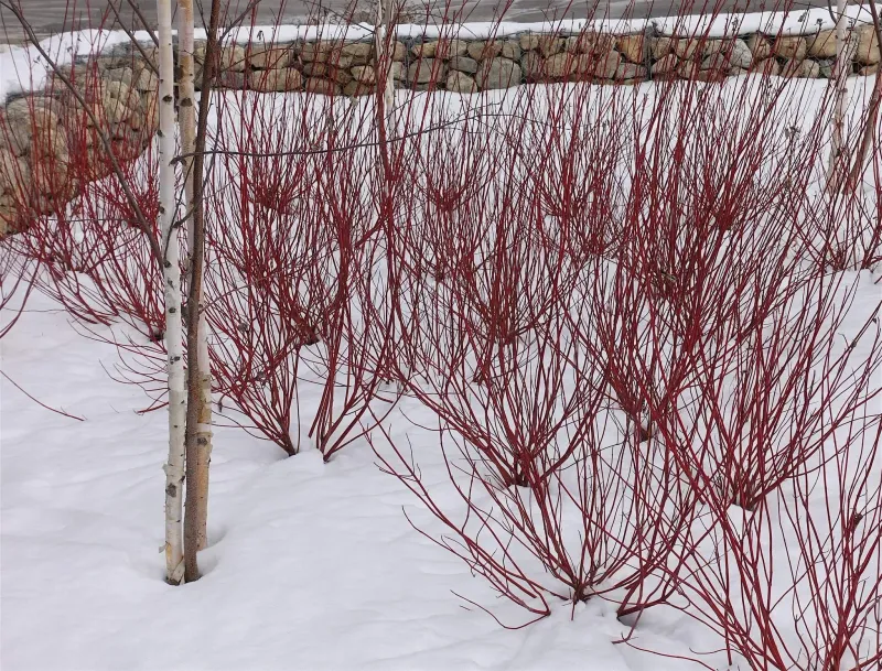 Red-Osier Dogwood