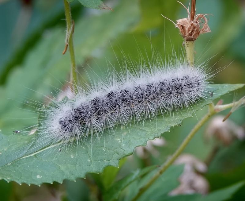 Poisonous Caterpillars And Spiny Insects