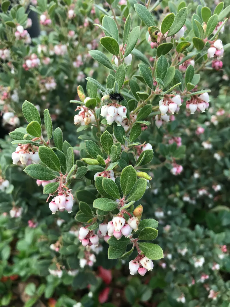 Manzanita (Berries – Arctostaphylos Species)