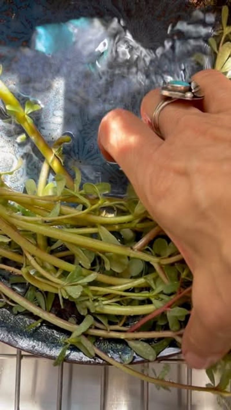Purslane (Portulaca Oleracea)