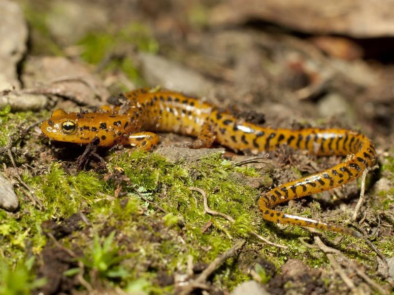 State-Listed Threatened Or Endangered Species