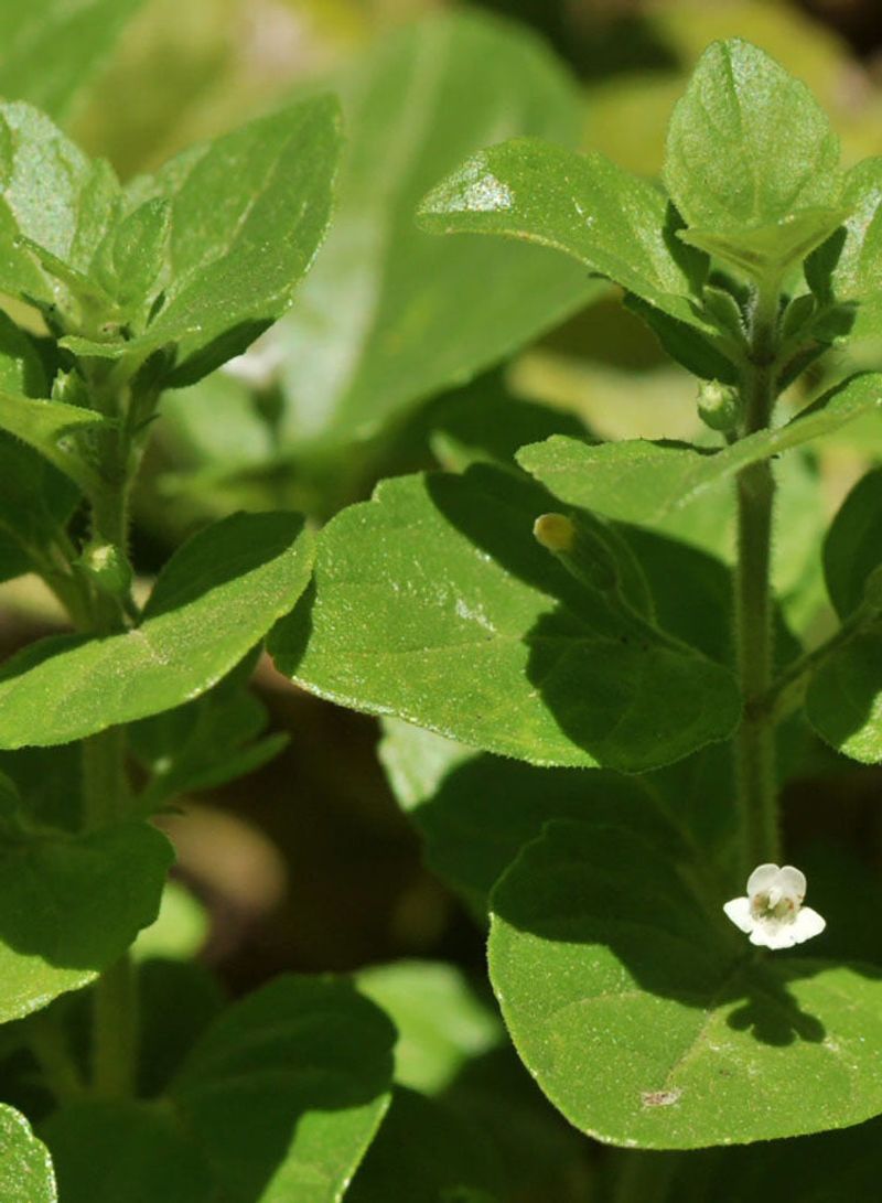 Yerba Buena (Clinopodium Douglasii)