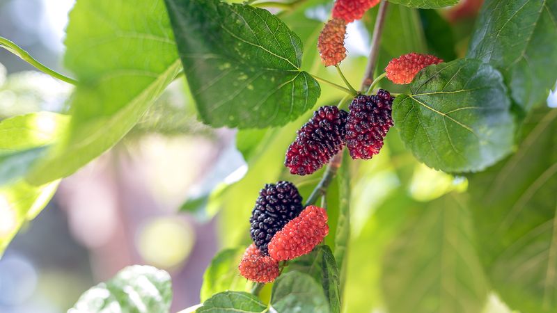 Texas Mulberry