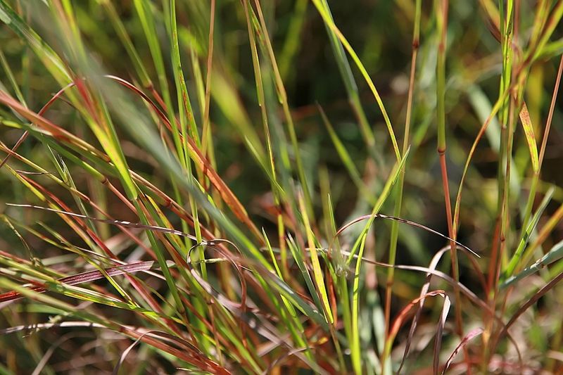 Little Bluestem (Schizachyrium scoparium)