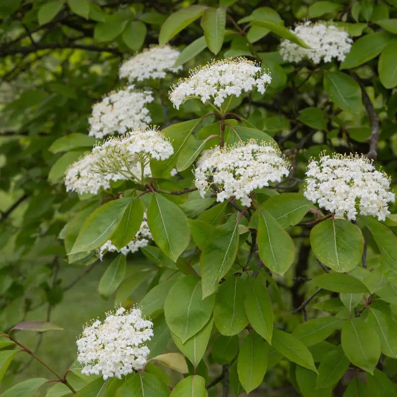 Nannyberry Viburnum