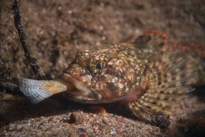 Protected Fish Species From Natural Waters