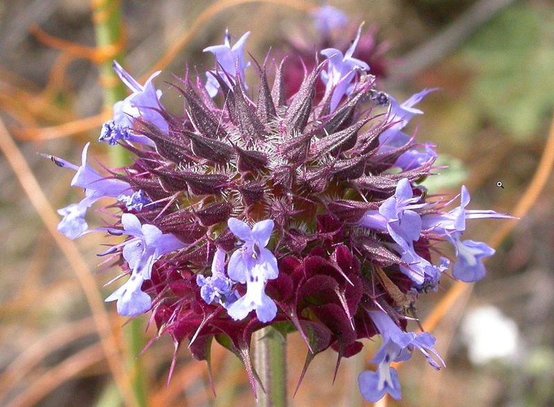 Chia (Salvia Columbariae)