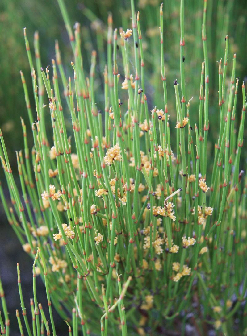 Ephedra (Ephedra Spp.) &mdash; For Alkaloid Extraction