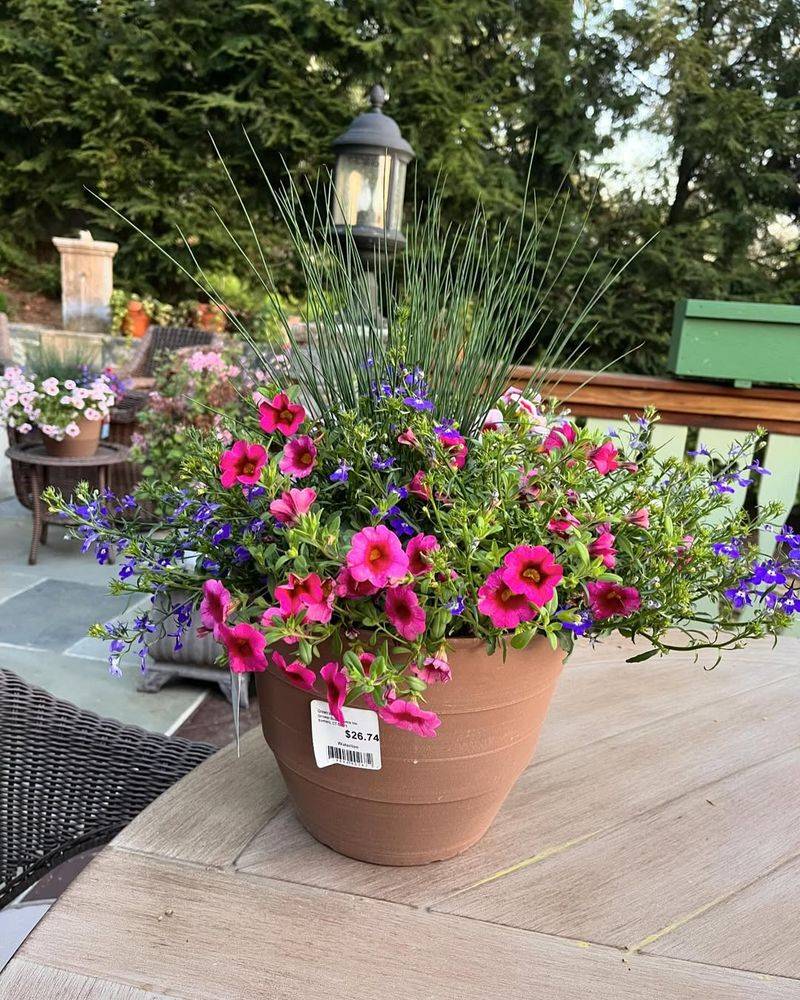 Potted Petunia Corner on the Front Porch