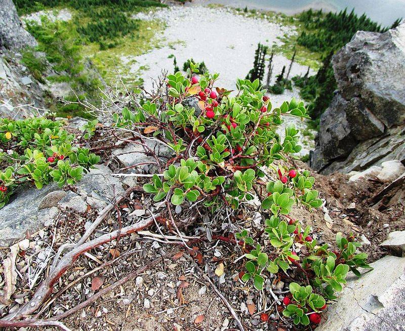 Water Conservation Becomes Easy When Kinnikinnick Replaces Thirsty Grass Lawns