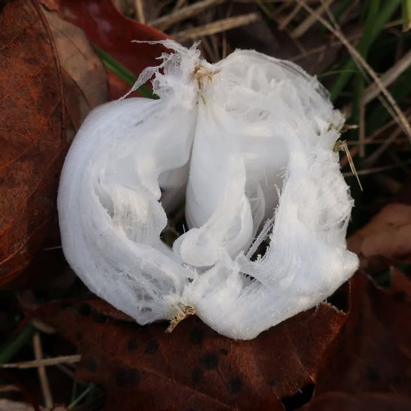 People Are Talking Because Sightings Are Increasing