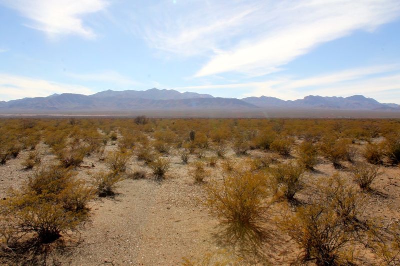 It Plays A Key Role In Preventing Desert Erosion