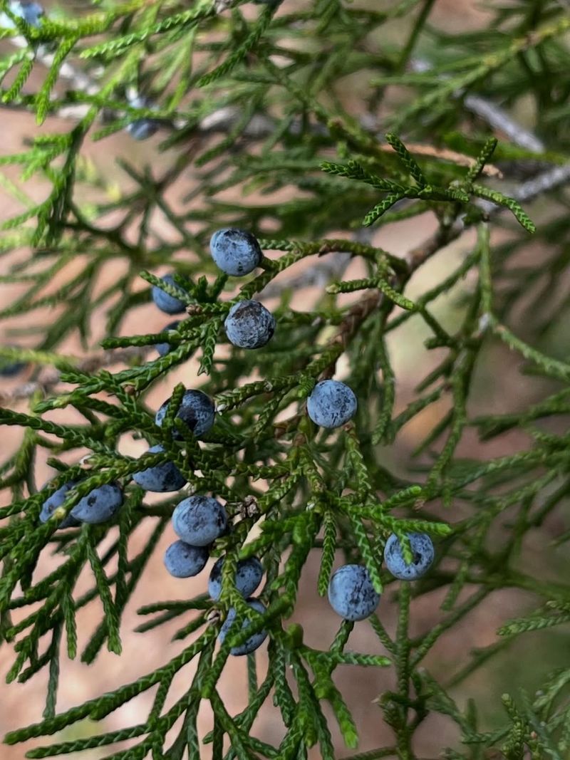 Growth Rate And Maturity Timeline