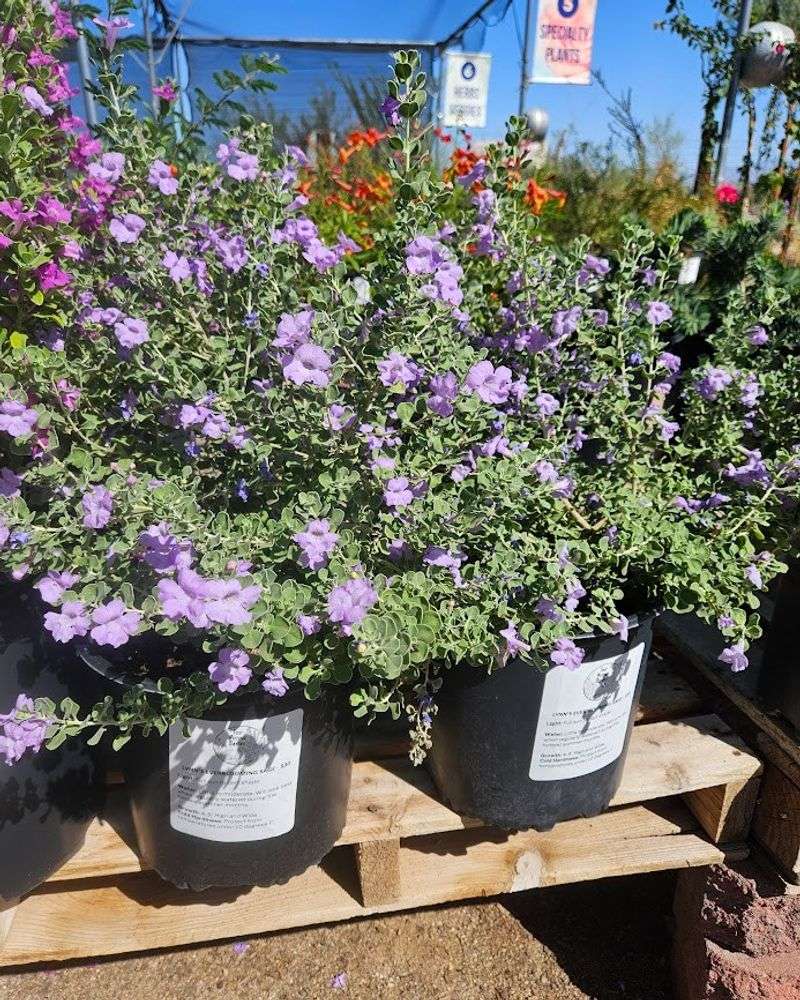 Instant Southwestern Character And Curb Appeal