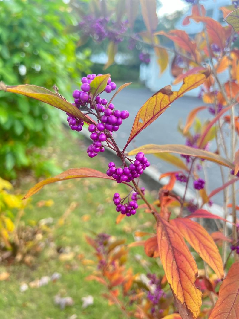 Mosquito Repellent Growing In Your Yard