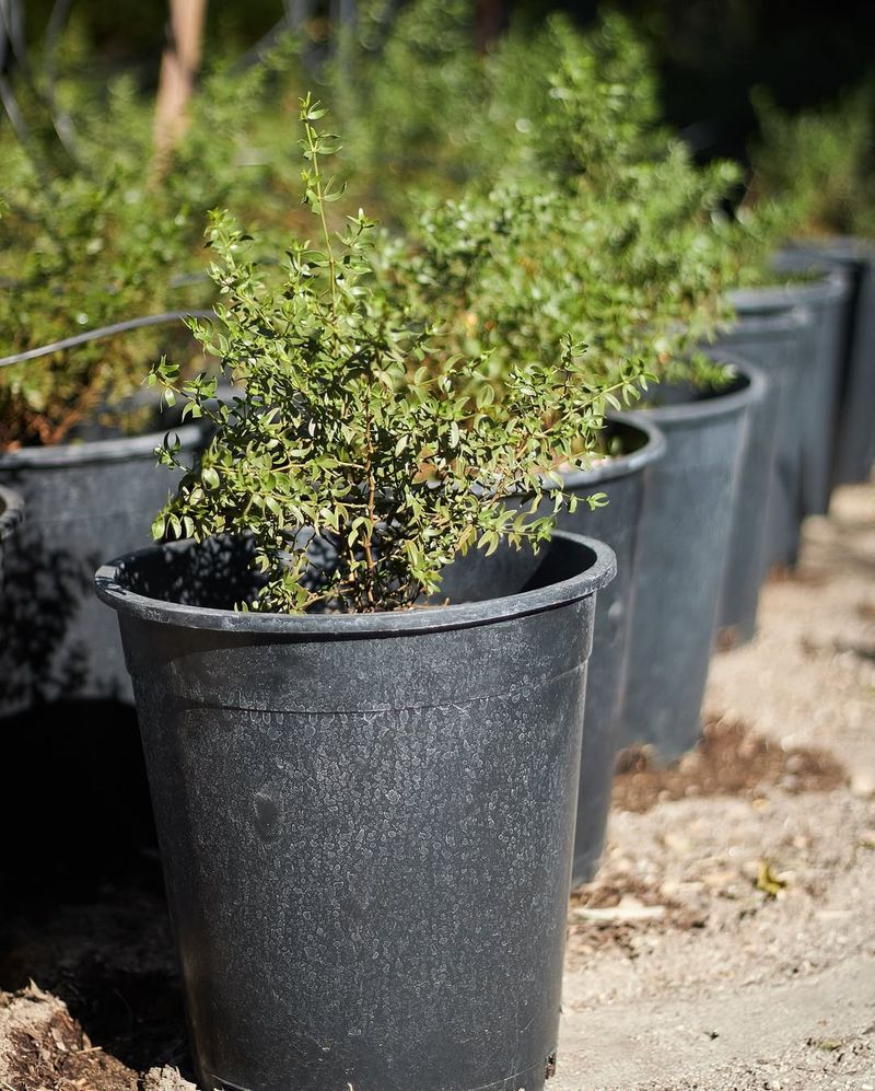 Why Creosote Bush Requires Almost No Maintenance