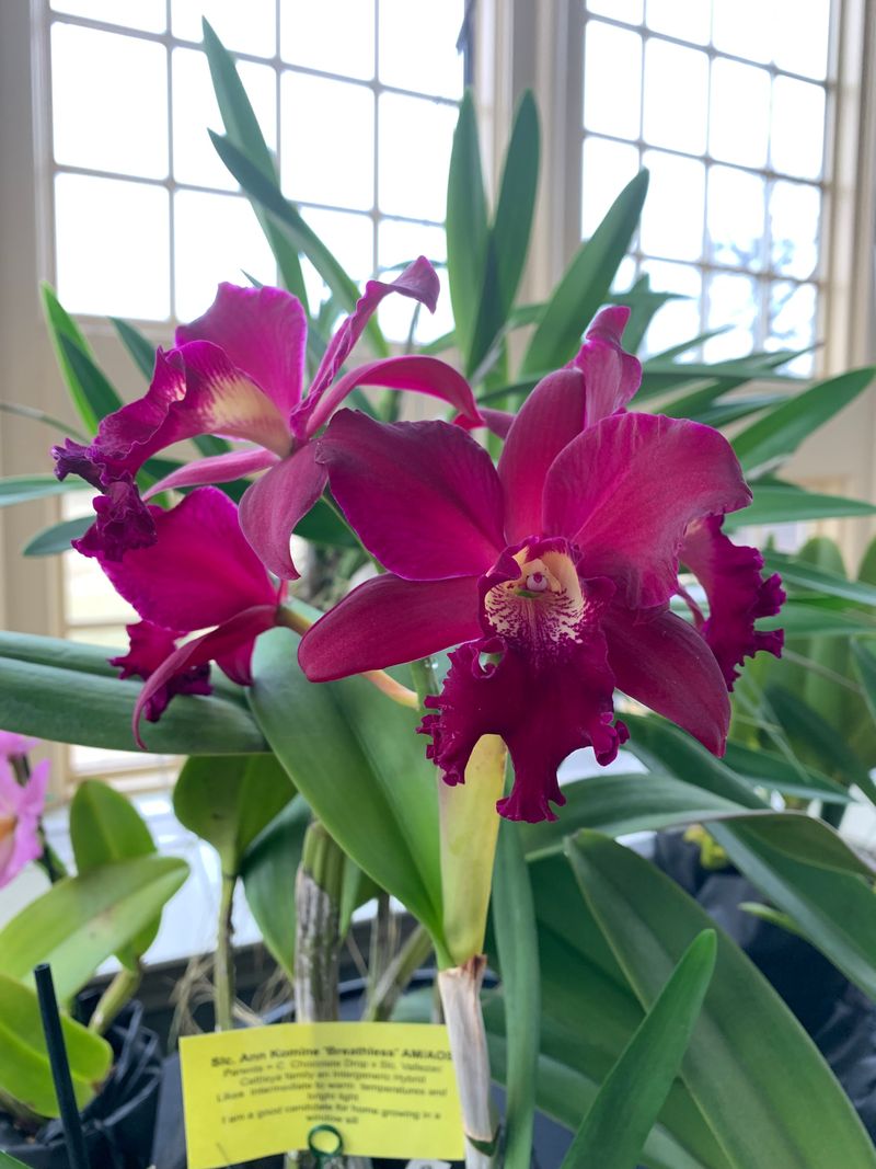 Rawlings Conservatory Features Rare Winter Blooms