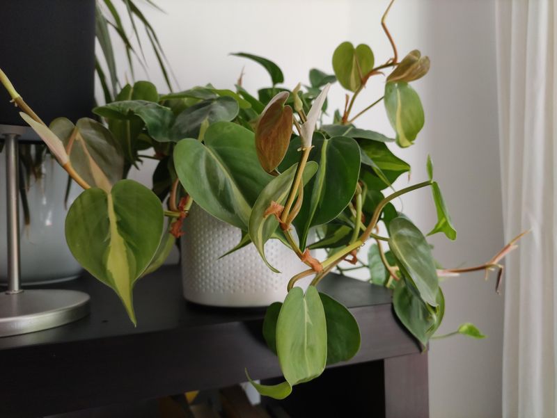 Slow Or Stunted Growth Over Several Months