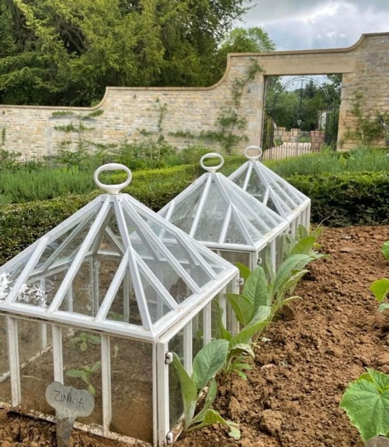Cloches Cover Individual Plants