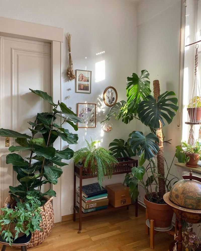 Plants Naturally Lean Toward Light Sources