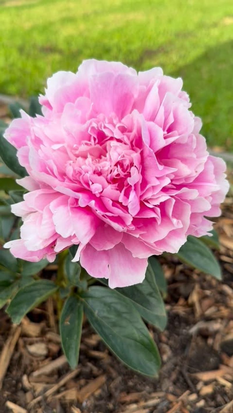 Heavily Mulched Beds With Deep Organic Layers