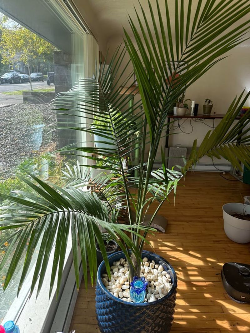 Self-Watering Globe Systems