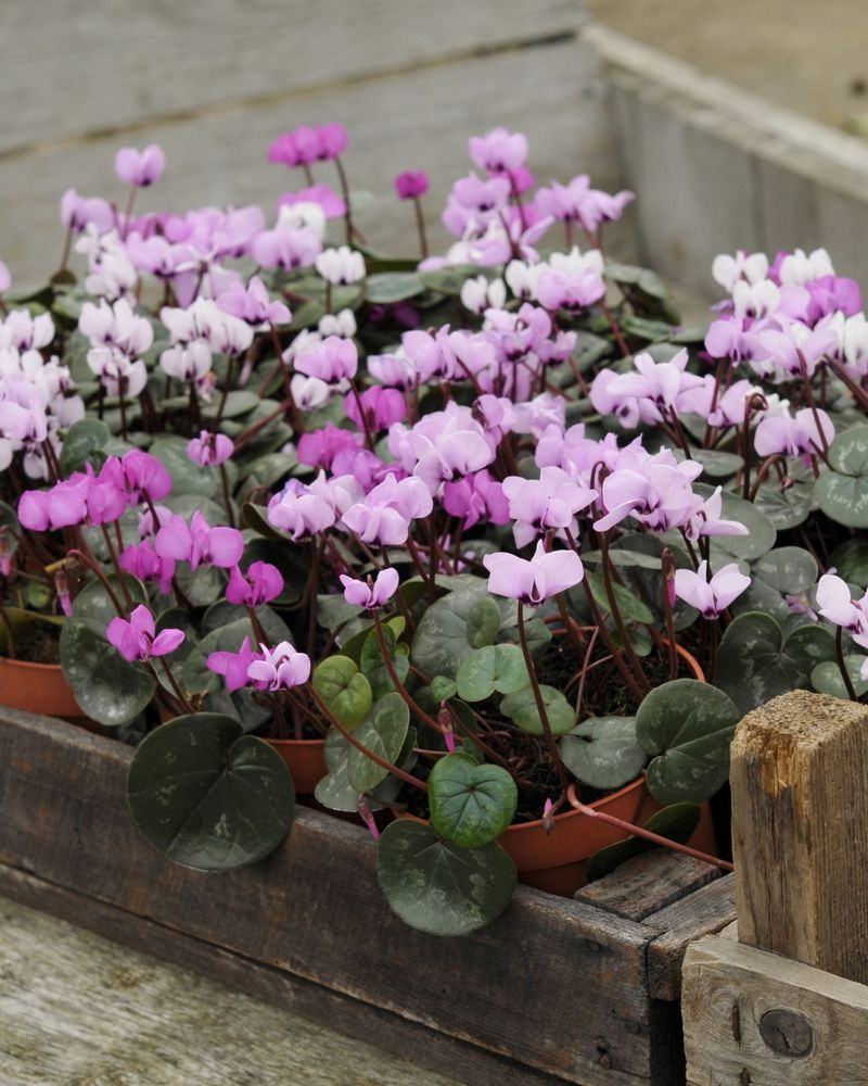 Cyclamen Coum Brings Dainty Pink And White Blooms