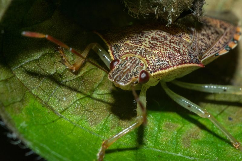 They Damage a Wide Variety of Garden Plants