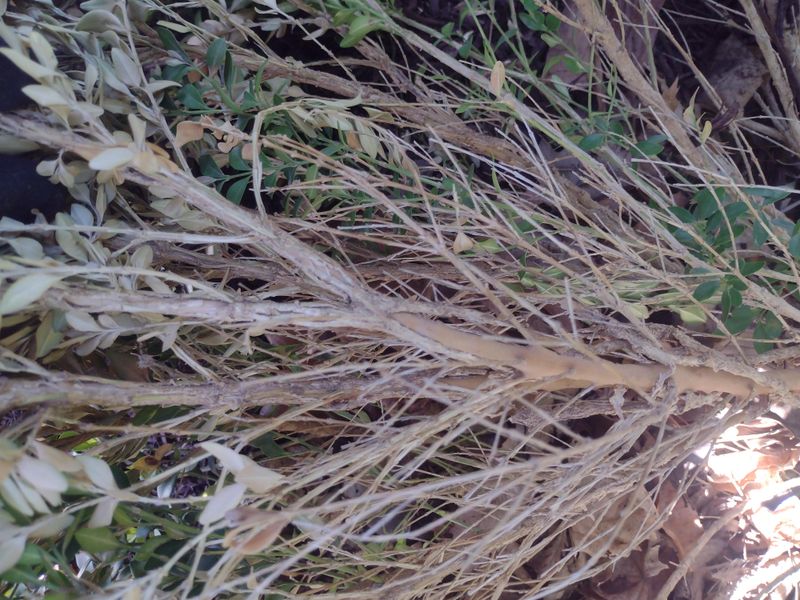 Volutella Blight Strikes Stressed Boxwood Plants