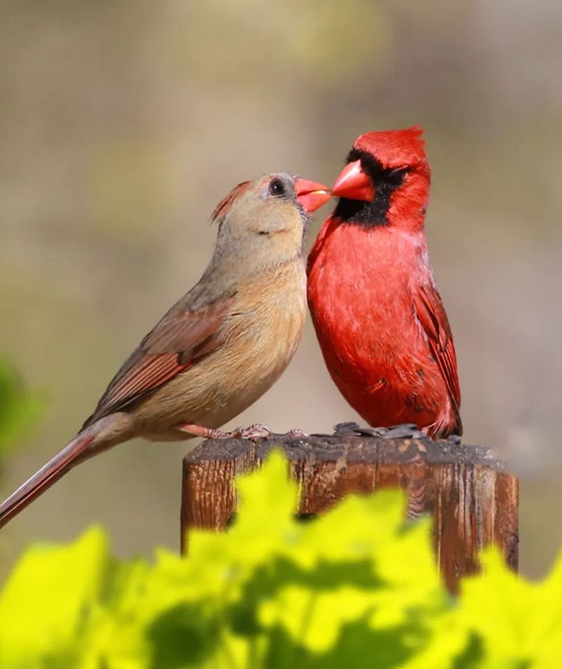 Mating Season Preparations Begin Earlier Than Expected