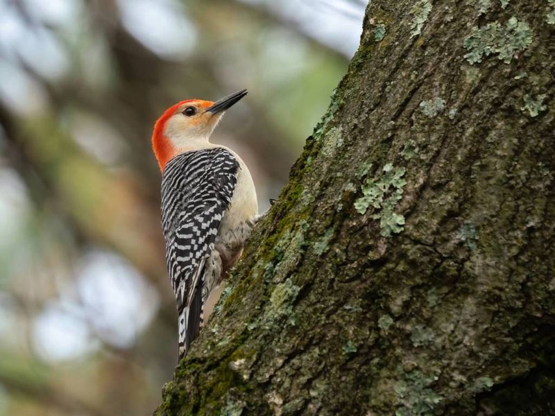 Mature Trees In Suburban Areas Provide Perfect Habitat