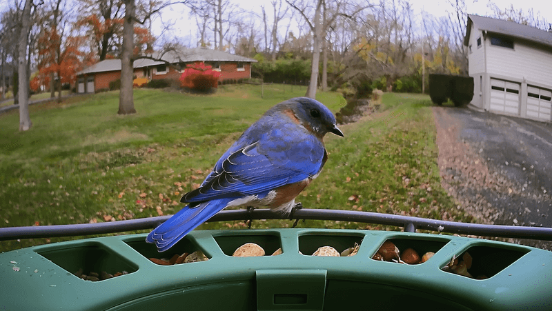Peanuts Provide Maximum Nutrition In Minimal Space